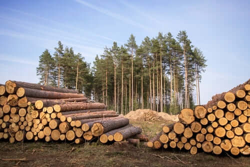 Timber in timber yard